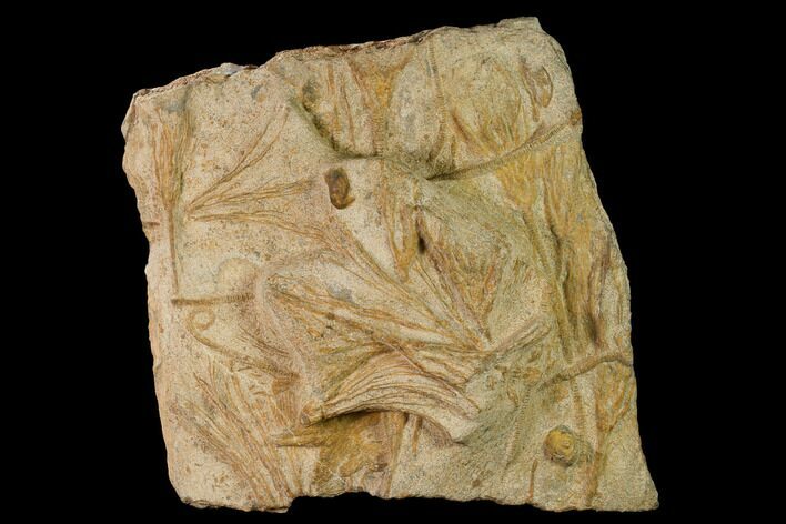Plate Of Ordovician Crinoid Fossils - Marzane, Morocco #171265